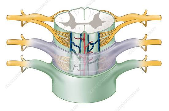 <p>Label: Dorsal root</p>