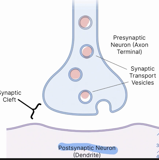 <p>Responsible for the transport of neurotransmitters from the axon to the synaptic cleft </p>