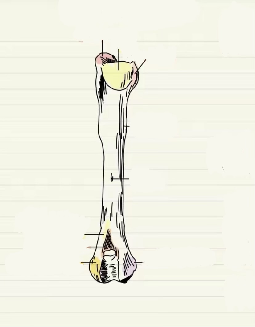 <p>Identify the view and the yellow portion located on proximal side</p>