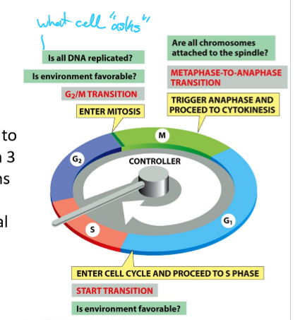 <ul><li><p>G2/M transition; all DNA is replicated and favorable environment</p></li><li><p>Begin Anaphase and cytokinesis; Are chromosomes attached to spindle</p></li><li><p>Start cell cycle/S phase; Favorable environment</p></li></ul><p></p>