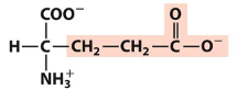 <p>Name (full name, 3 letter, 1 letter) </p><p>Type of amino acid </p>