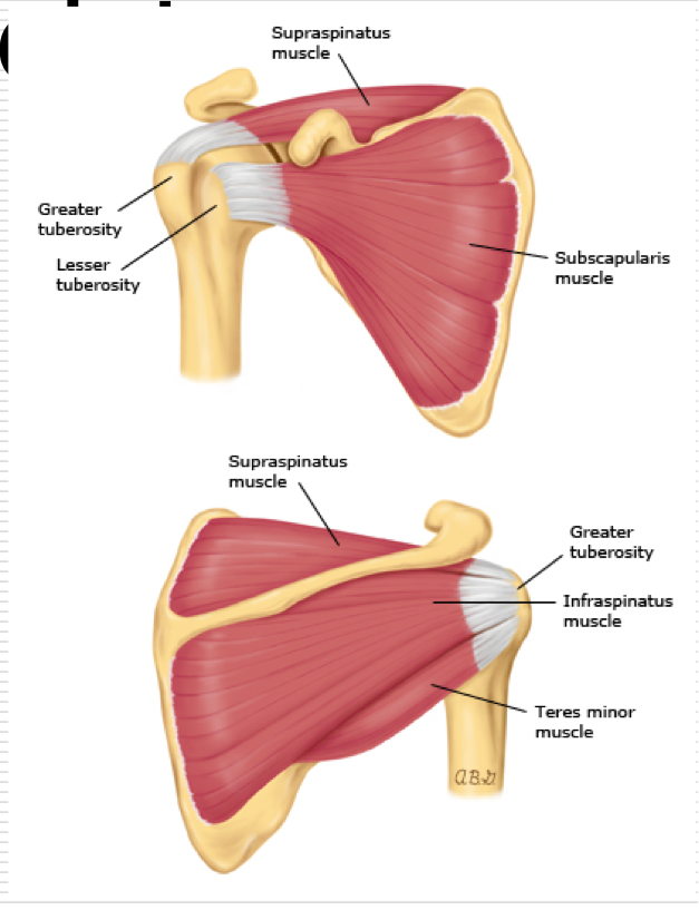 <p>Rotator Cuff provides dynamic stability</p><ul><li><p>SITS</p><ul><li><p>Supraspinatus</p></li><li><p>Infraspinatus</p></li><li><p>teres minor</p></li><li><p>Subscapularis</p></li></ul></li></ul><p>Attach to the anterior, posterior, and superior humerus</p><p>Keep humeral head in correct approximation within glenoid fossa</p>