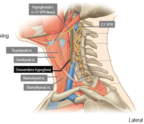 <p>Superior root, Formed from C1 VPR Fibers running with hypoglossal n (CN XII)</p><p>Supplies superior belly of omohyoid, upper parts of sternohyoid and sternothyroid</p>