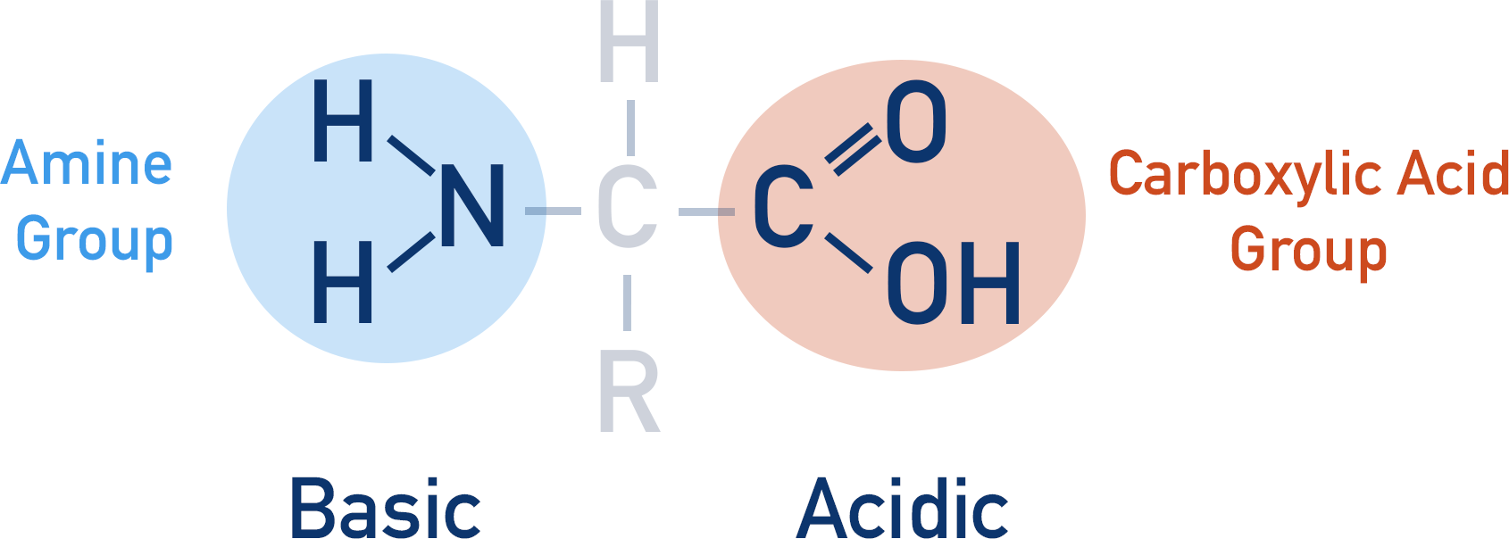 <p>Significance of carboxyl and amino side in protein digestion</p>