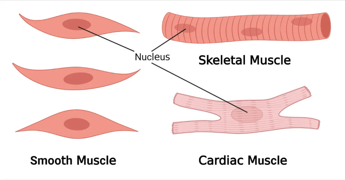<p>squeezes to pump blood throughout cardiovascular system</p>