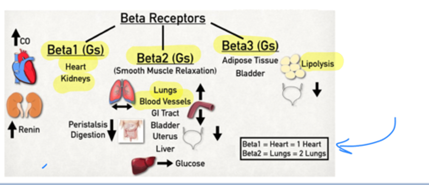 <p>beta2</p><p>think beta2- lungs, blood vessels (and others, but these are the 2 most important for now)</p>
