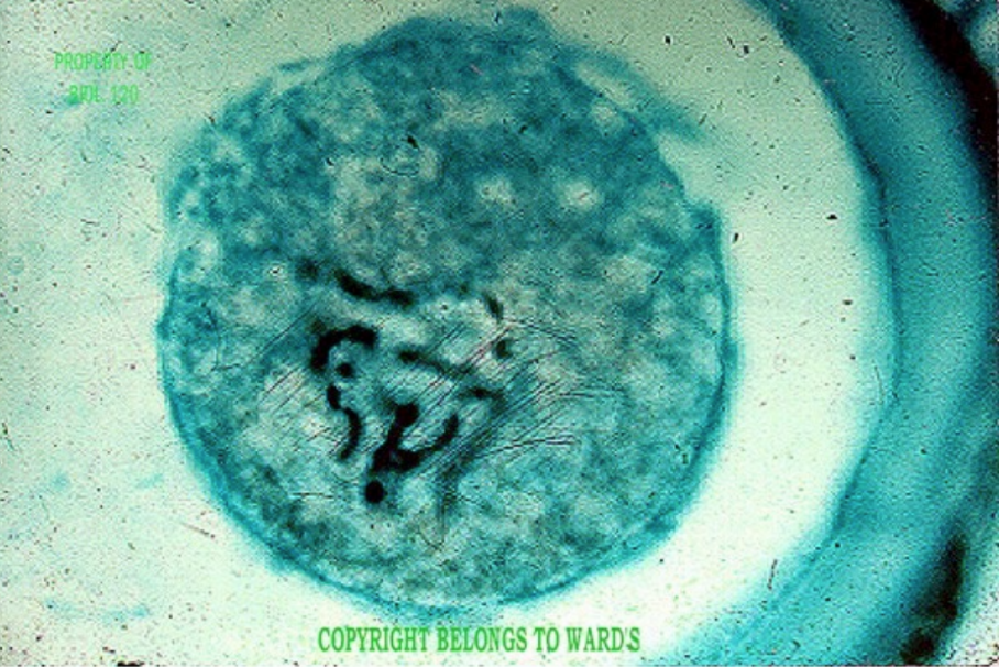 term image