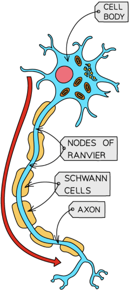 <p>neuron + function + location</p>