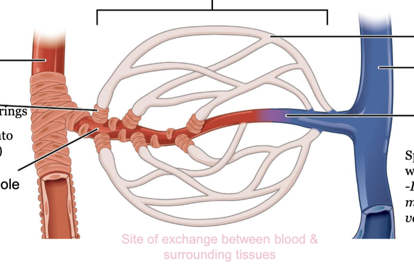 <p>capillary bed: organized network of 10 to 100 capillaries that are supplied by single metarteriole</p><p>components:</p><p>arteriole on artery side…capillary bed... venules on vein side<br>capillary bed is site of exchange between blood and surrounding tissues</p>