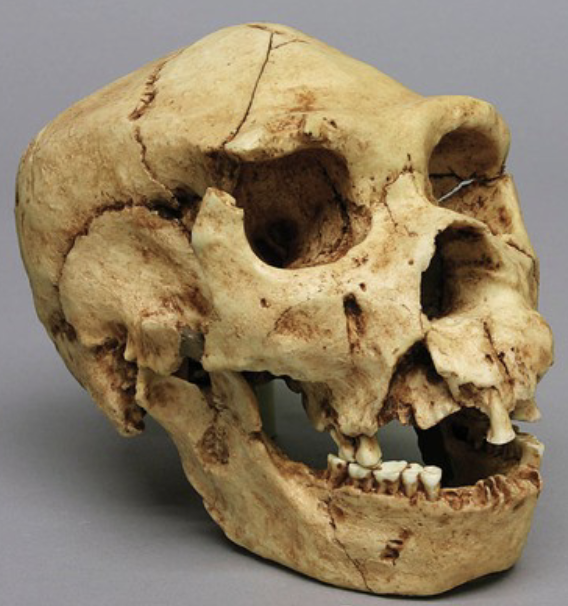 <p>Examples of the archaic homo</p>