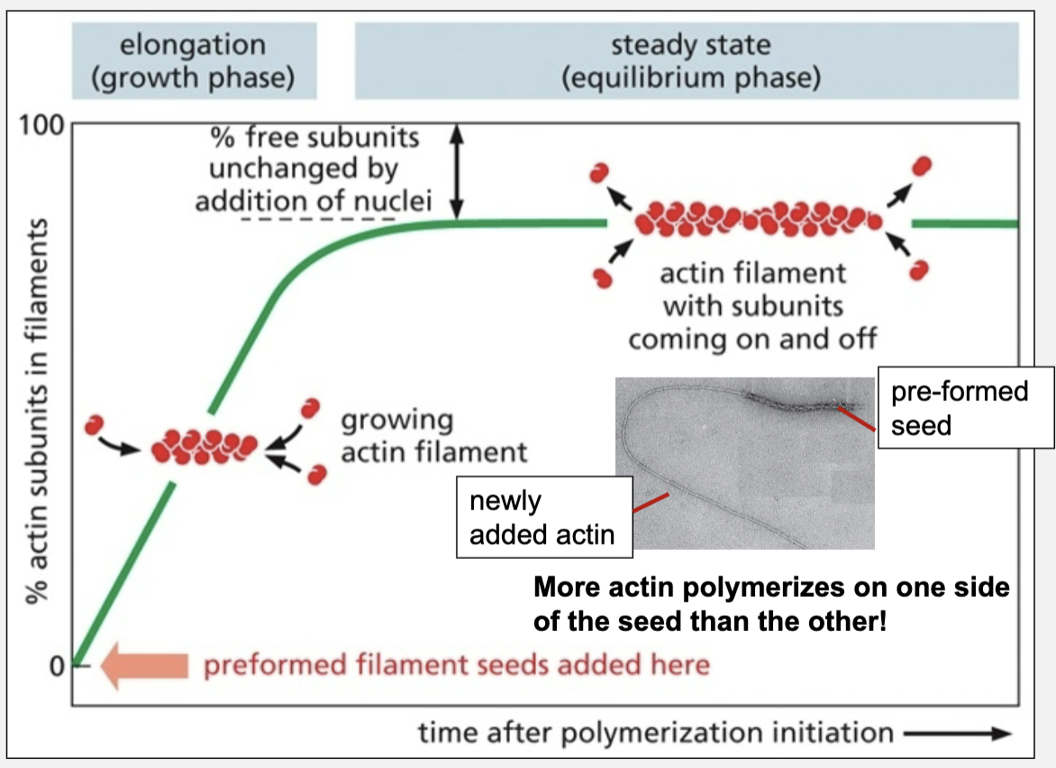 <ul><li><p>by adding preformed filament seeds</p></li></ul><p></p>