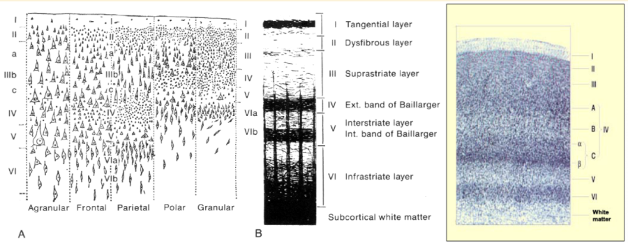 <ul><li><p>brodmann - described ~ 52 areas </p></li><li><p>aimed to identify subdivisons </p></li><li><p>did careful anatomical work looking through brains and looking at transitions between different brain cells </p></li></ul><p></p>