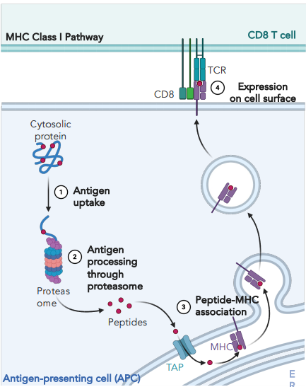 <p><strong><u>cytosolic protein is broken down by proteasome</u></strong></p><ul><li><p>peptides are transported to ER by TAP transporter</p></li><li><p>empty MHC I is loaded with peptide</p></li><li><p>complex is transported to surface via vesicle</p></li></ul><p></p>