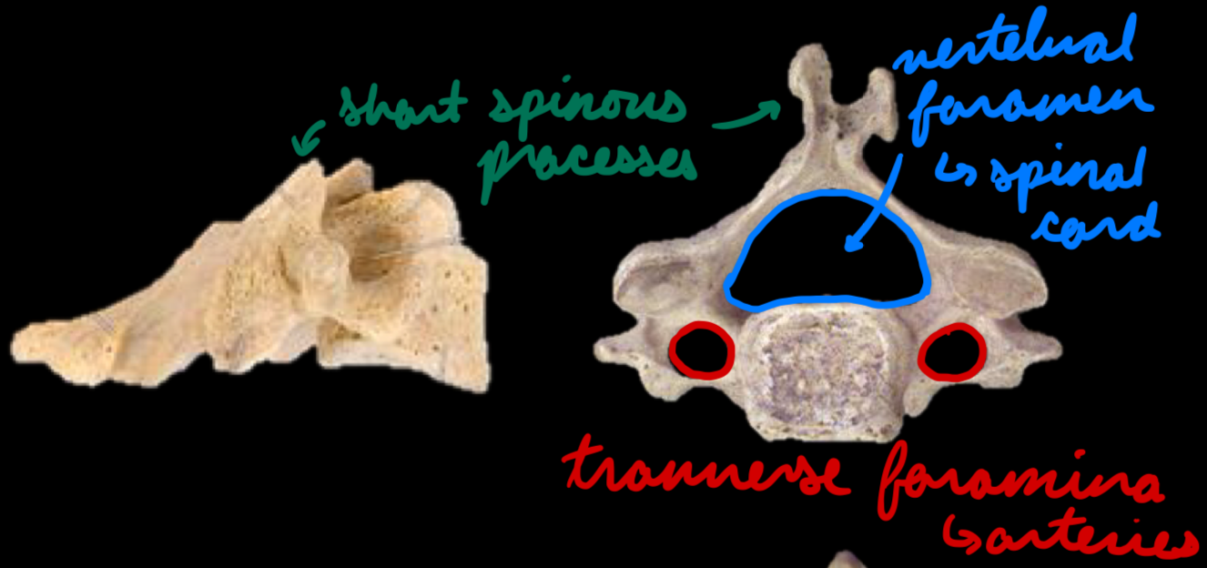 <p>C1-C7</p><p>Curvature: Lordosis (convex anteriorly)</p><p>Vertebrae:</p><ul><li><p>Transverse foramina</p><ul><li><p>Passage for vertebral arteries</p></li></ul></li><li><p>Vertebral foramen: Large</p><ul><li><p>Passage for spinal cord</p></li></ul></li><li><p>Spinous processes: Short</p></li></ul><p>Special Vertebrae:</p><ul><li><p>C1</p></li><li><p>C2</p></li></ul><p></p>