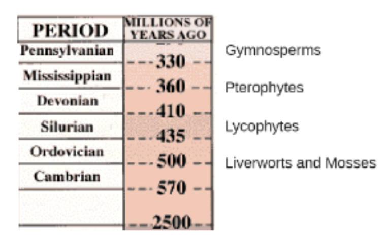 <p>by 470 mya, multicellular green algae expanded from shallow seas into rivers &amp; lakes</p>