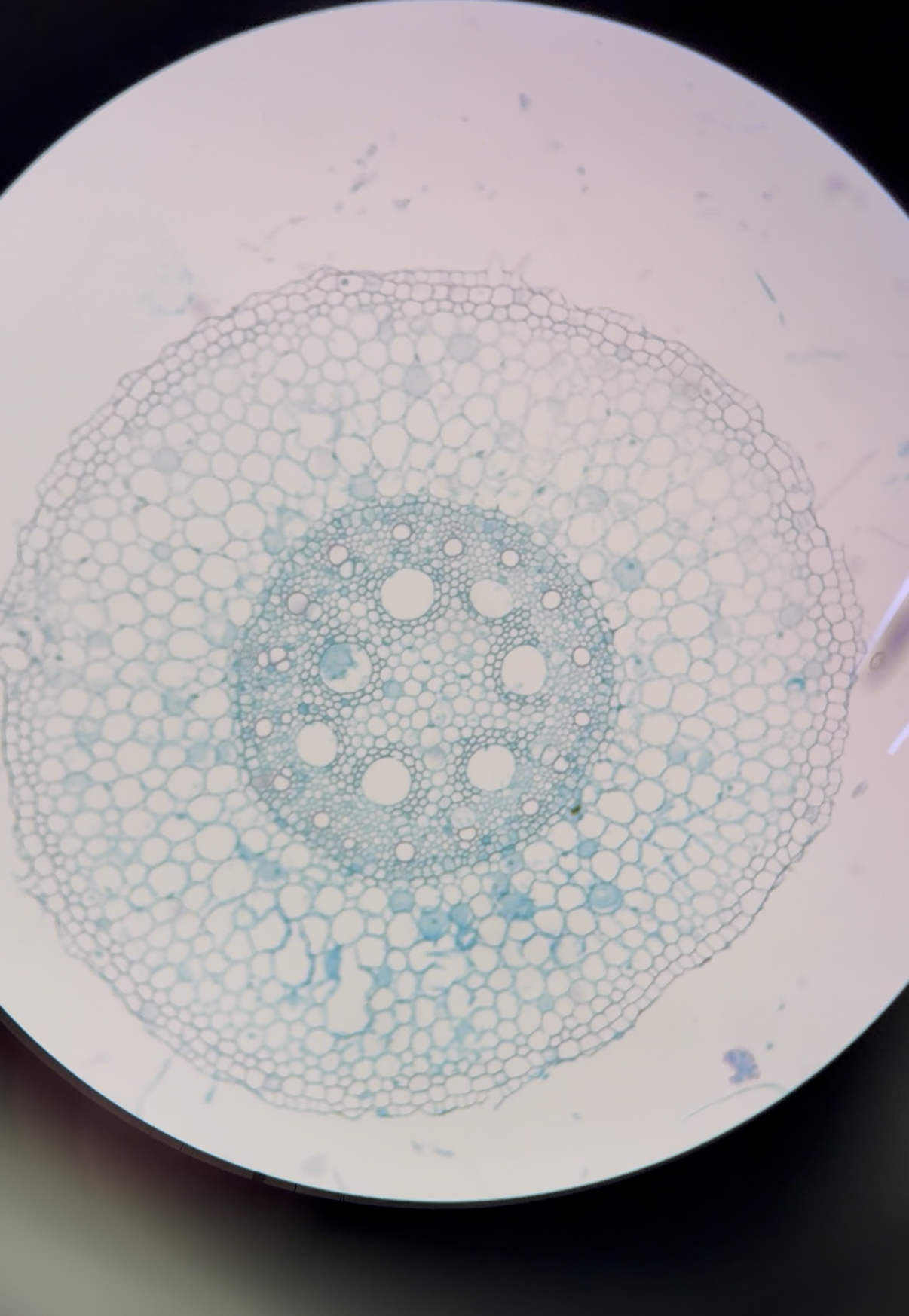 <p>What is this structure?</p>