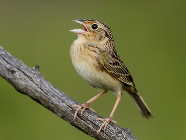 <p>grasshopper sparrow</p><p>yellow feathers on wrist <br>ochre yellow lores <br>bright white eyering</p>