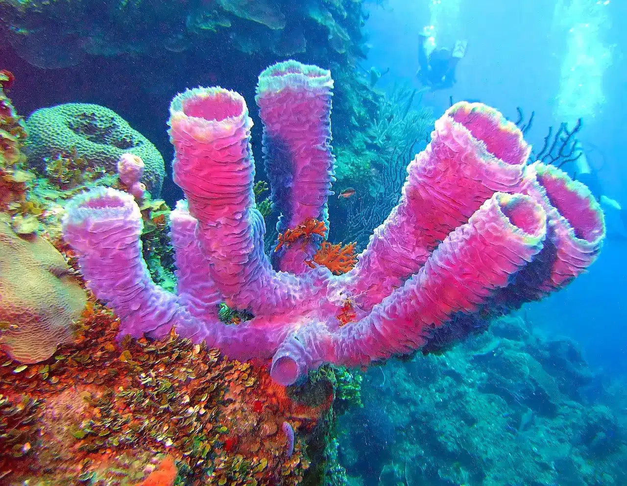 <p><strong>Phylum </strong>of sponges</p>