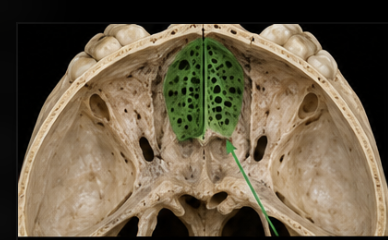 <p>identify the structure</p>