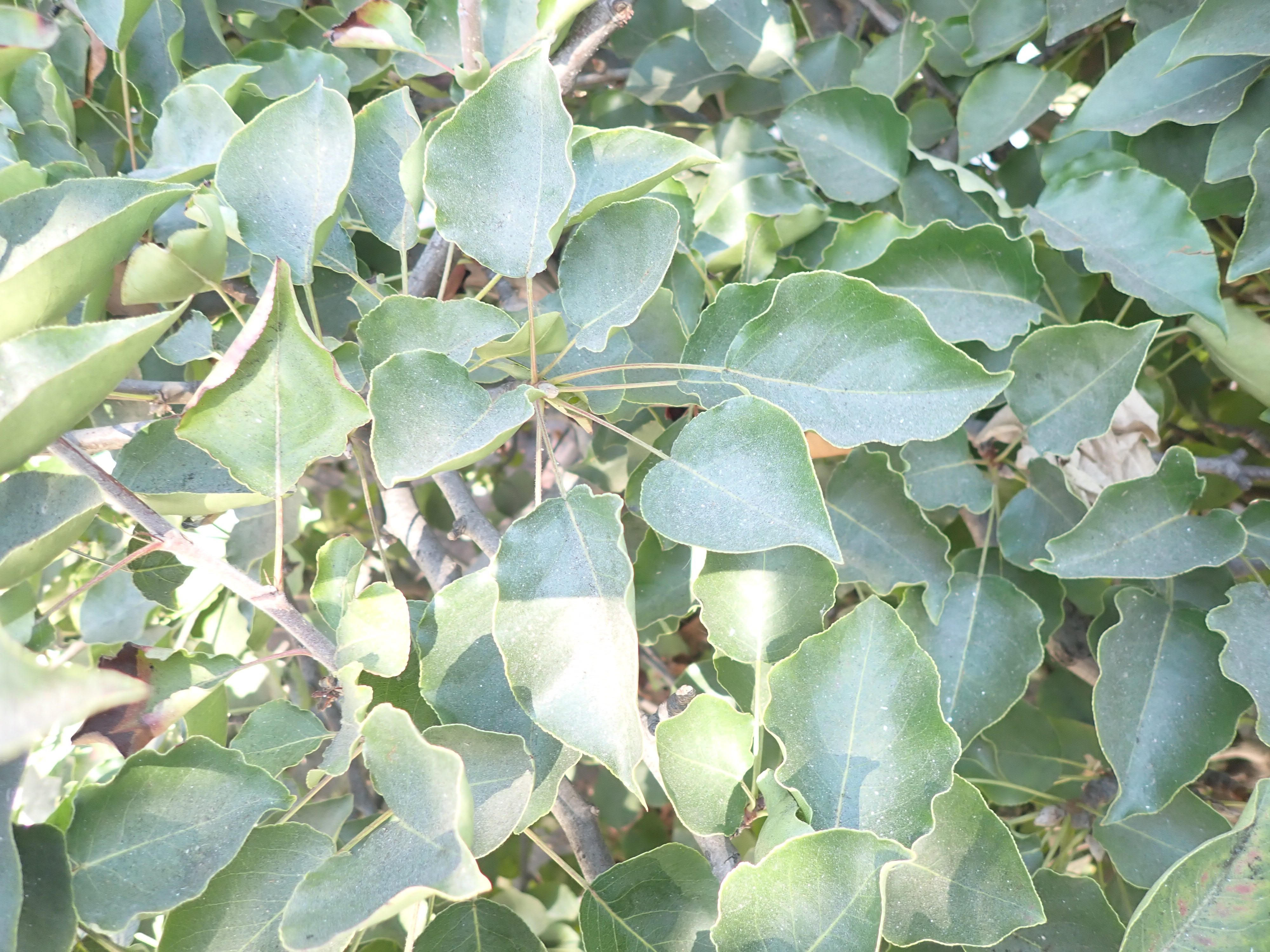 <p>Pyrus calleryana ‘Bradford’ - Bradford Pear</p>