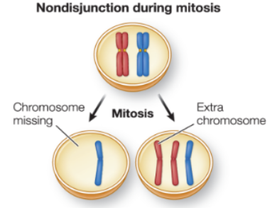 <p><strong><u>sister chromatids</u></strong> fail to separate —> one cell lacks a red daughter chromosome, and the other has an extra </p>