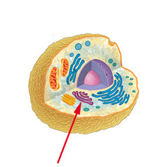 <p>modifies, packages, and routes proteins</p>