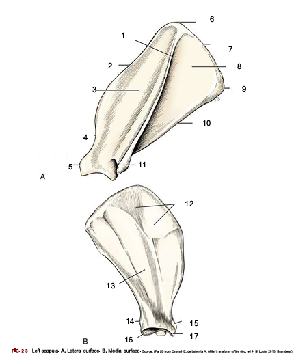 <p>Identify bone, side, view, and number 1</p>
