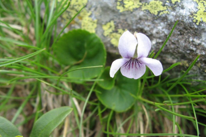 <ul><li><p>Small pale pink-purple flowers</p></li><li><p>Rounded heart-shaped leaves</p></li><li><p>Creeping low growth habit</p></li><li><p>Wet boggy habitat</p></li><li><p>Smaller & paler than Alaska violet</p></li></ul><p></p>