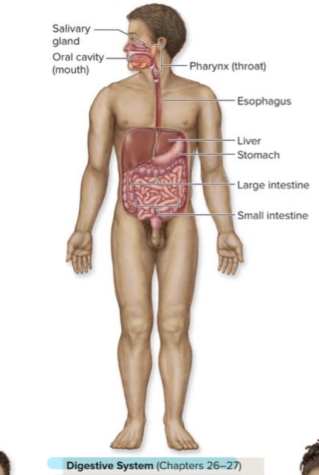 <p>Digestive System</p>