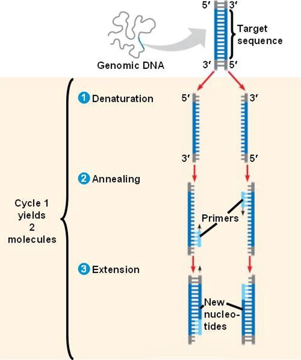 <p>The PCR procedure has an elegant simplicity. Two synthetic oligonucleotides are prepared, complementary to sequences on opposite strands of the target DNA at positions just beyond the ends of the segment to be amplified. The oligonucleotides serve as replication primers that can be extended by DNA polymerase. The 3 ends of the hybridized probes are oriented toward each other and positioned to prime DNA synthesis across the desired DNA segment. (DNA polymerases synthesize DNA strands from deoxyribonucleotides, using a DNA template.) Isolated DNA containing the segment to be amplified is heated briefly to denature it, and then cooled in the presence of a large excess of the synthetic oligonucleotide primers. The four deoxynucleoside triphosphates are then added, and the primed DNA segment is replicated selectively.</p>
