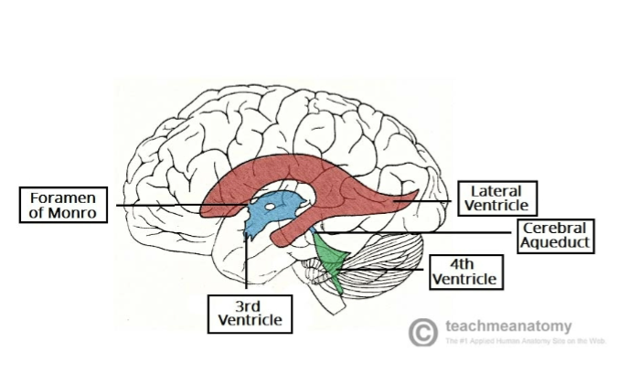 <p>Little cavity</p><p>Ventricles are continuous with each other and with the central canal of the spinal cord </p><p>4 ventricles: lateral (x2), 3rd, 4th </p><p>Lateral: largest</p><p>3rd: located within diencephalon (w/ thalamus, hypothalamus, epithalamus</p><p>4th: between the pons and the cerebellum. Narrows at the caudal end before merging with the central canal in the spinal cord </p>