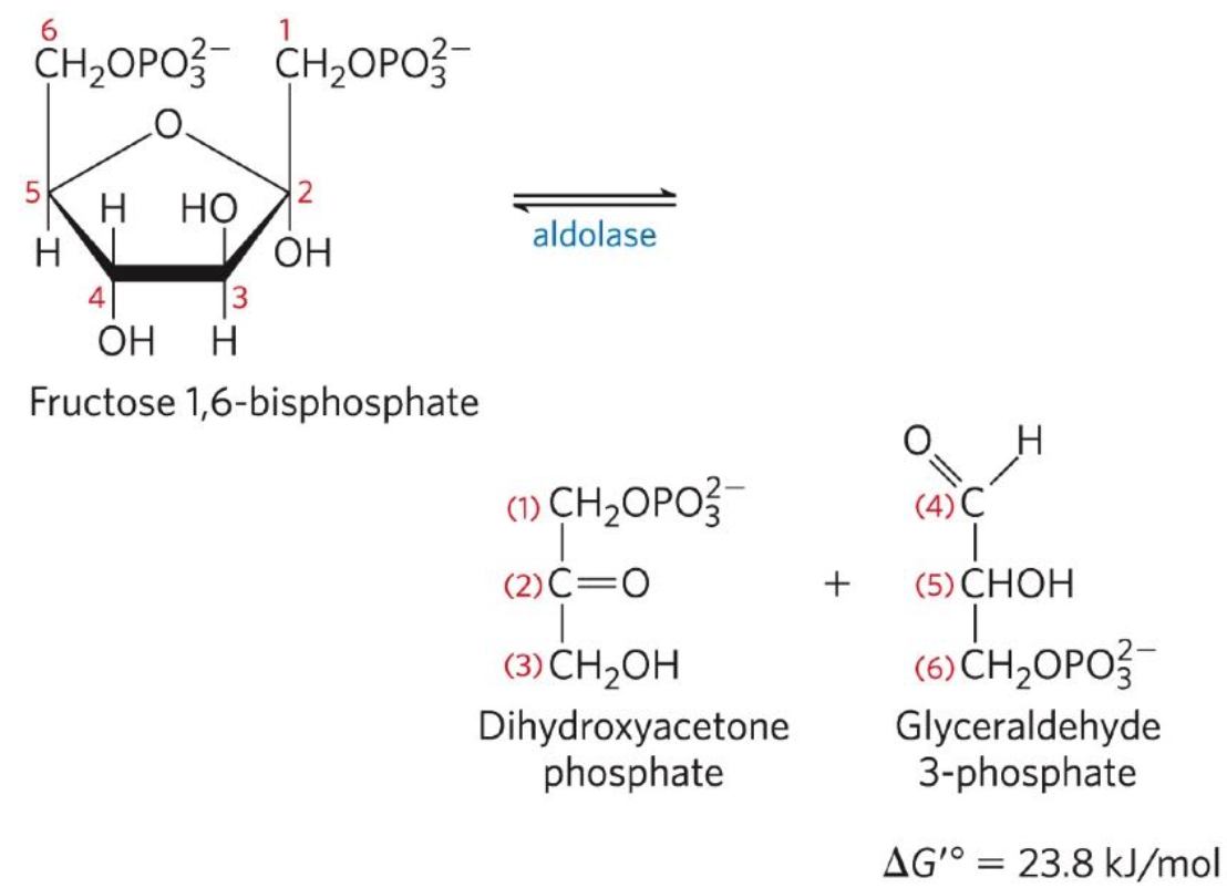 <p>Fourth reaction: Fructose-1,6-Bisphosphate ←→ Dihydroxyacetone phosphate + Glyceraldehyde 3-phosphate (G3P)</p><ul><li><p>F-1,6-BP aldolase (aldolase) catalyses a reverse aldol condensation</p></li></ul><p></p>