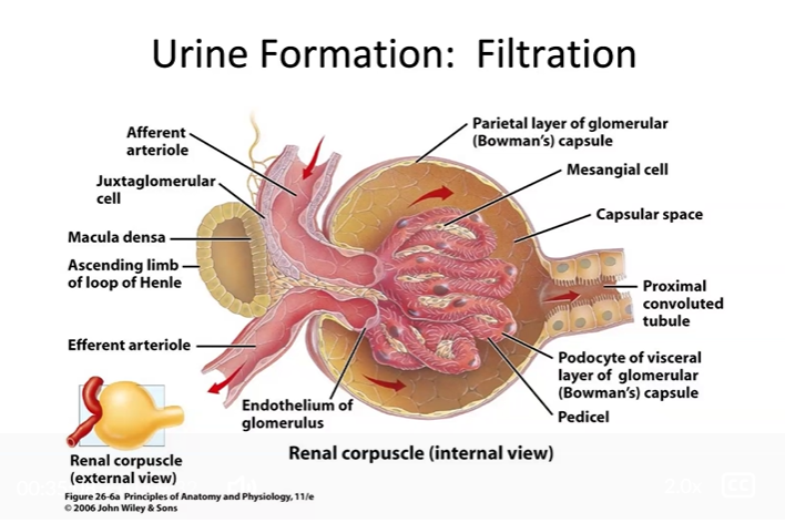 <p>Name and describe the processes involved in the formation of urine. Be sure you can describe the movement of solutes and water (ie, from the kidney tubule to the body; from the body to the kidney tubule; etc.)</p>
