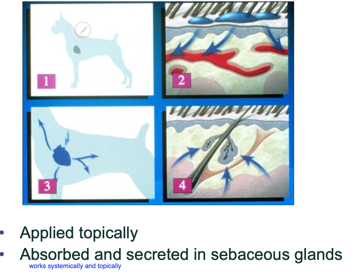 <p>topically - absorbed and secreted in sebaceous glands</p>