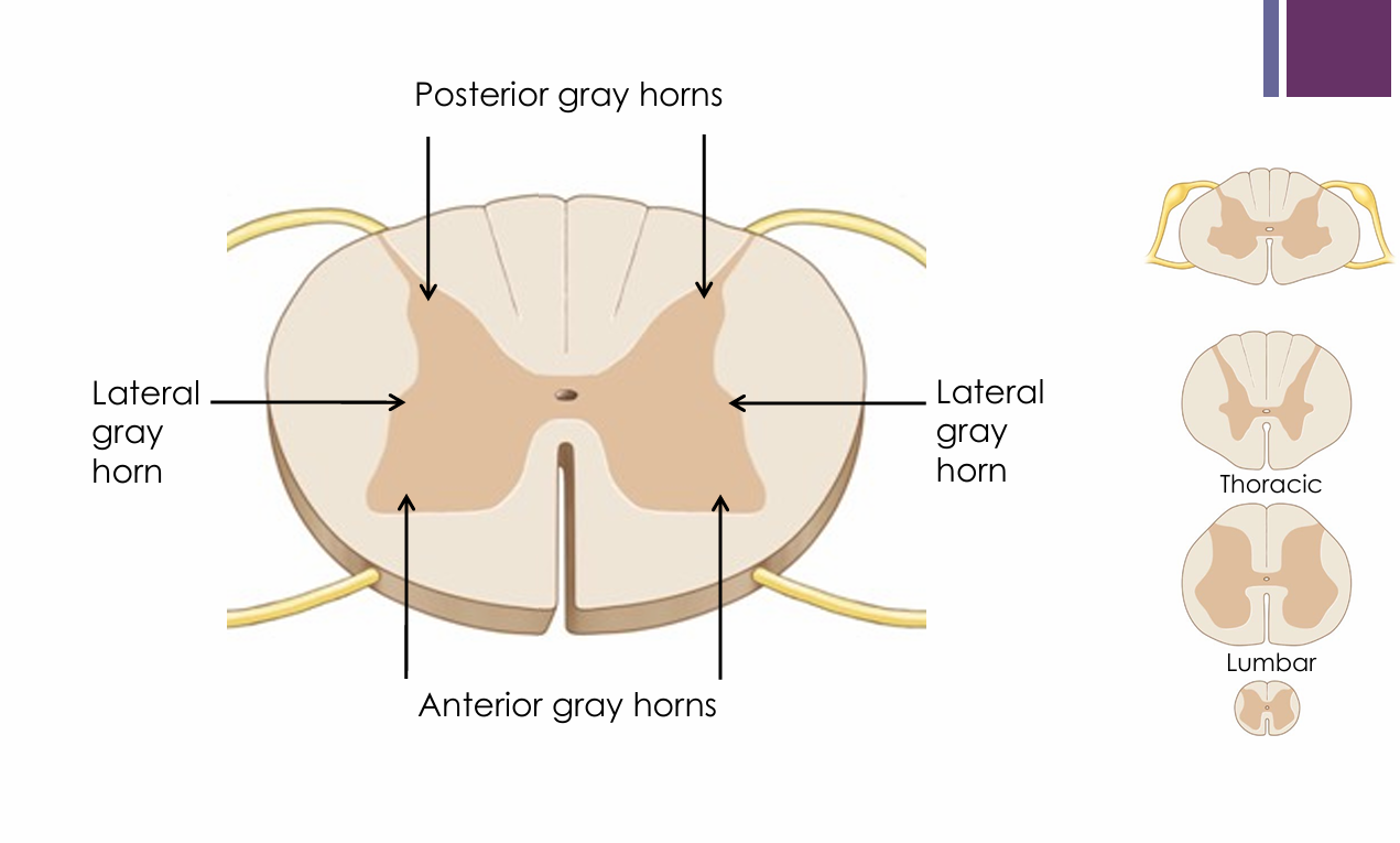 <ul><li><p>Anterior region of the spinal cord gray matter</p></li></ul><p></p>