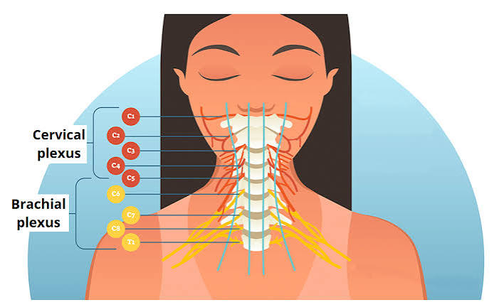 <ul><li><p>A network of nerve fibers formed by the anterior rami of the first four cervical spinal nerves (C1–C4) located deep in the neck.</p></li></ul><p></p>