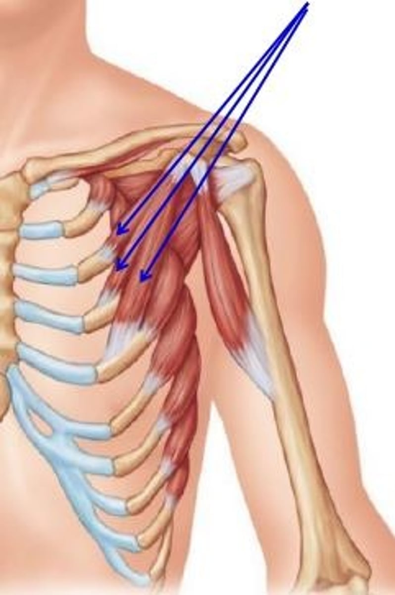 <p>protracts and depresses scapula</p>
