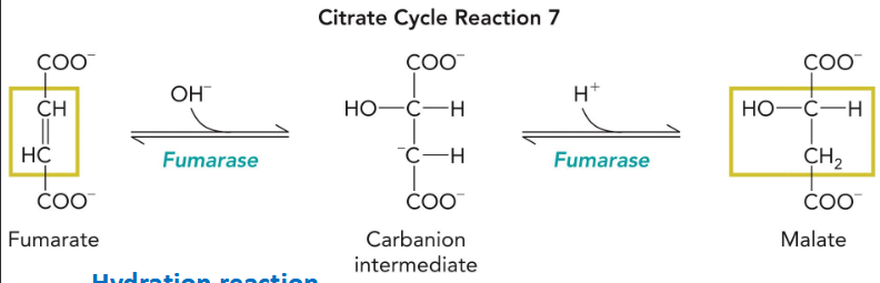 <p>fumarase</p>