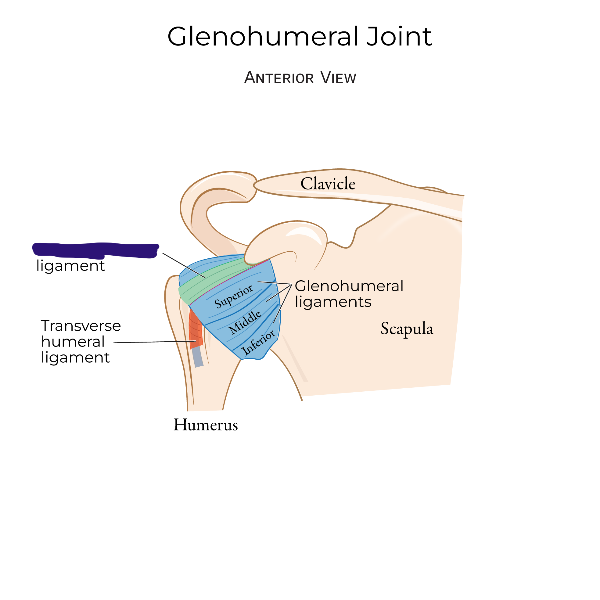 <p>coracohumeral ligament </p>