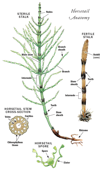 <p>Stems have rhizomes + aerial stems that are hollow with silico and perform photosynthesis </p><p>Sporangia are located around an axis</p><p>Small leaves are fused together in whorls at nodes</p>