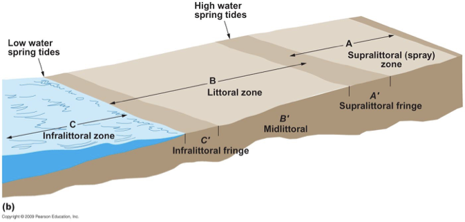 <p>littoral zone</p>