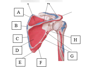 <p>Choose the letter from the following picture that best marks the attachment of the teres major:</p>