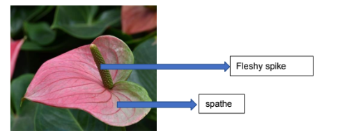 <p>In gabi family, the inflorescence is made up of a thickened fleshy axis bearing clusters of sessile flowers (_____) that are ______ and unisexual. The thickened axis is usually enclosed by a spathe that are variously colored.</p>