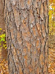 <p>twisted/v-shape bundles of 2, 1.5-3in long needles, prickly cones</p>