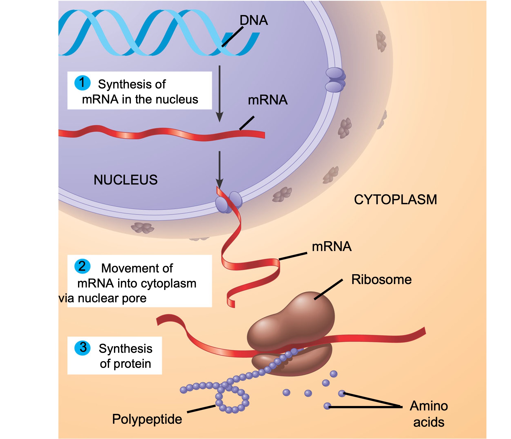 <p>DNA → RNA → proteins</p><ul><li><p>mRNA, synthesized from DNA code in nuecleus </p></li><li><p>mRNA used to construct amino acid sequence (proteins)</p></li><li><p>single strand, synthesized to know the amino acid sequence from DNA code → go to ribosome and collects amino acids → polypeptide </p></li></ul><p></p>