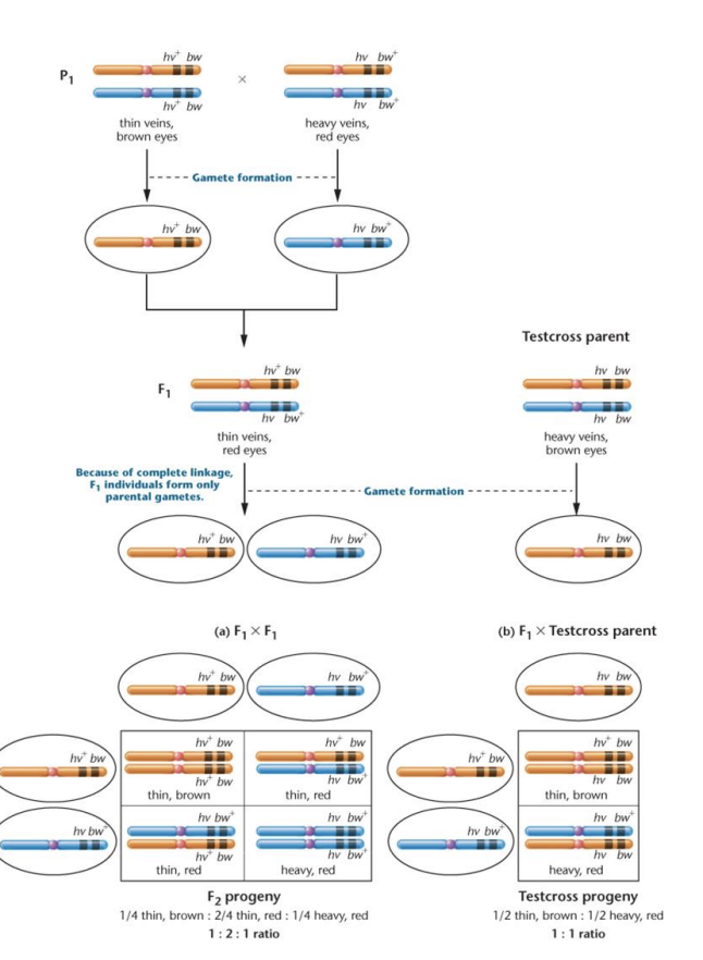 <ul><li><p>Linkage ratio</p></li><li><p>Linkage group</p></li></ul><p></p>