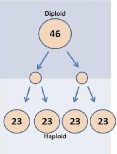 <p>Meiosis Number of Chromosomes </p>