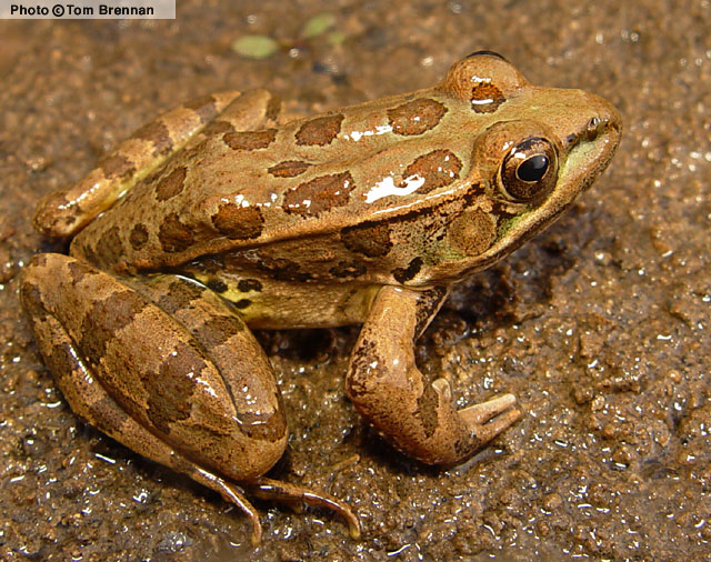 <p>What are Lowland Leopard Frogs?</p>