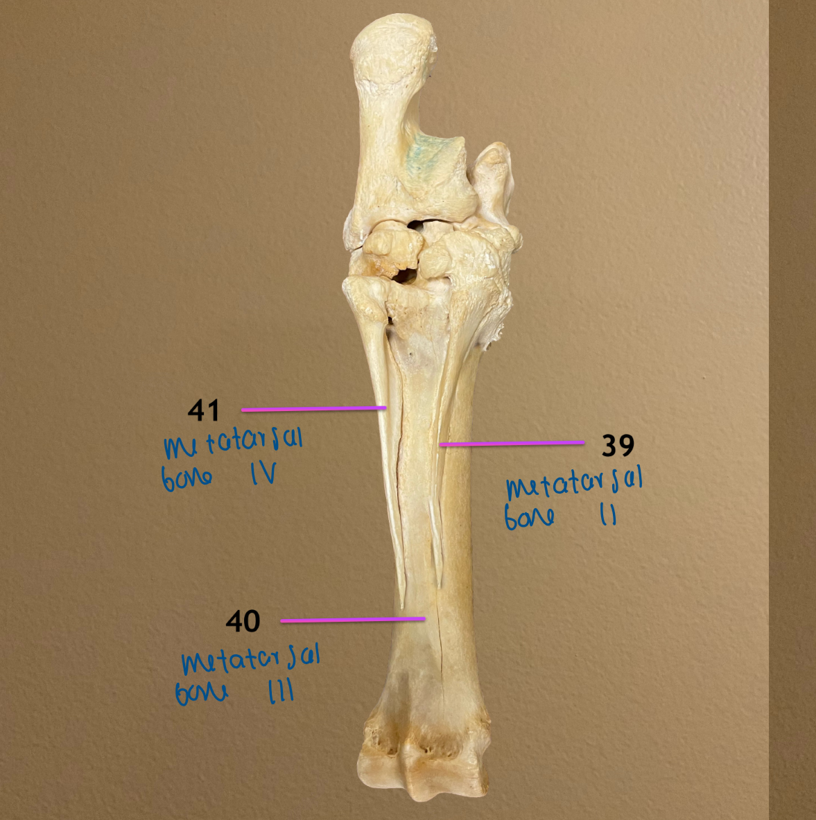 <ol start="39"><li><p>metatarsal bone II / medial splint bone</p></li><li><p>metatarsal bone III / cannon bone</p></li><li><p>metatarsal bone IV / lateral splint bone</p></li></ol><p></p>