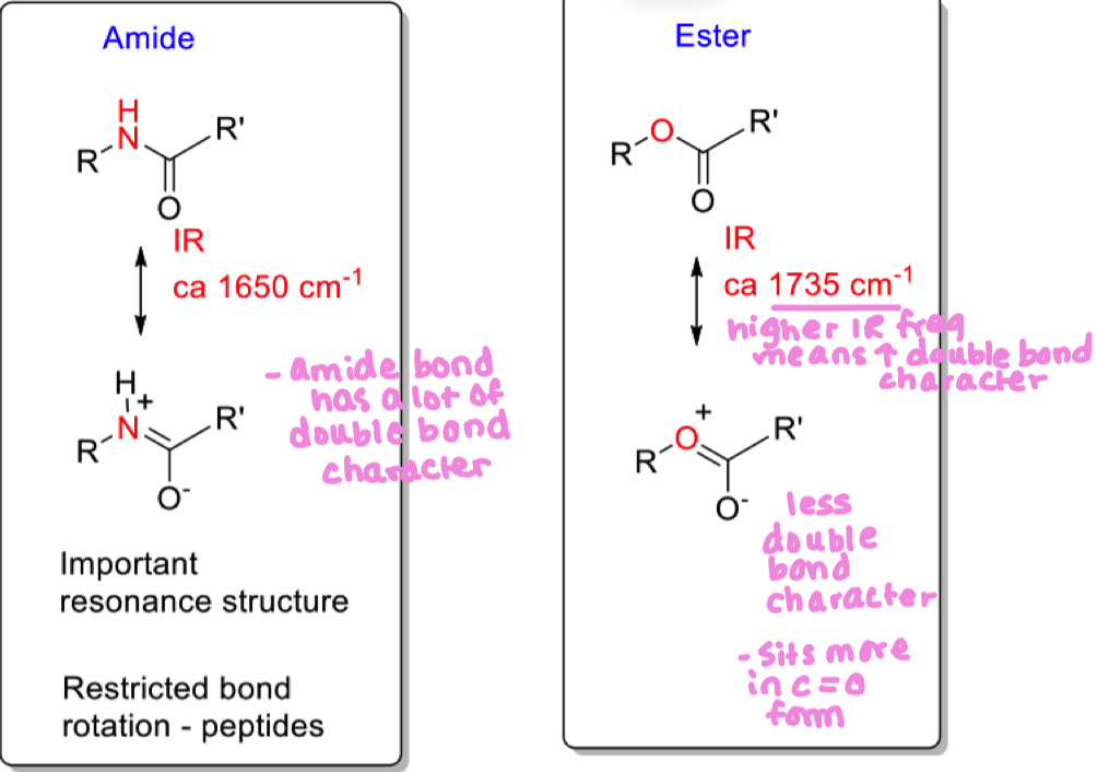 <ul><li><p>amide has alot of double bond character and sits in that structure alot (less C=O character) </p></li><li><p>amide has restricted bond rotation </p></li><li><p>ester has more C=O character ( this is also reflected in its higher IR frequency</p></li></ul><p></p>